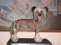 CH Calvo Cartier Diamond Dreams Chinese Crested