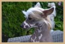 Please remove double posted Chinese Crested