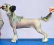 Planeta Angelov Whiskey Chinese Crested