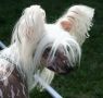 Sippelins I Show You Chinese Crested