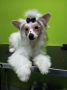Snow White de Lybriu's Legacy Chinese Crested