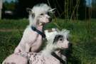 Bella Konstanta Favourite Winner Chinese Crested