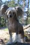 Candy Queen's Careless Whisper Chinese Crested