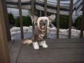 Boston King of Bunker hill Chinese Crested