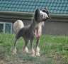 Sun One Say Child of the Sun for Bi-Lav Chinese Crested