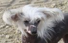 Belle Epoque of Blue Champagne Chinese Crested