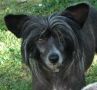 Roc N Roll Wolfman Jack Chinese Crested