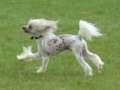 Bridgetnaces Mystic Dreams in Yorcrechi Chinese Crested