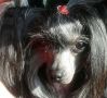 Minuta In Love Eclipse Chinese Crested