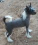 Mosaic's PS I Love You Chinese Crested