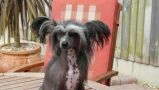Special Edition Galus Due Chinese Crested