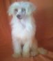 Telemaco Chinese Crested