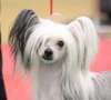 Rominjay mythical vogue Chinese Crested