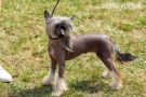 Obereg Dushi Celebrity Shine Chinese Crested