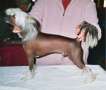 Kychie Tommy Chinese Crested