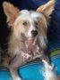 Goyave Little Champs Chinese Crested