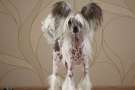 Kissed Beauty Epocha Chinese Crested