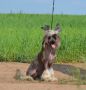 Ognenny Lotos Imbir' Chinese Crested