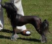 Crested Clan Black Bijou Chinese Crested