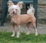 Prajna Snow Boots Chinese Crested