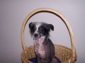 Mstical Moonlight Oreo Chinese Crested