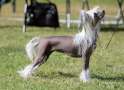 Queshian Norty Naked Angel at Elfallons Chinese Crested