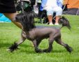 Beyesa's Alright To Love Chinese Crested