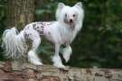 Everlasting Gucci Diamond Place Chinese Crested