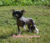 Woodcrest Black Perl Chinese Crested