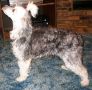 Meesah's Phantom Star Chinese Crested