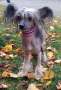 M-Ligans Egeria Chinese Crested