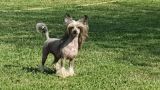 Moon Harbour Piaf Chinese Crested
