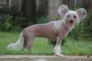 Djemanshi Uma Chinese Crested