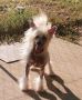 Solino's Rhapsody in Blue Chinese Crested