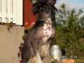 Benito's Lady Antoanette Chinese Crested