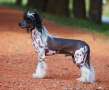 Leed's Infinity Polygon Matic Chinese Crested