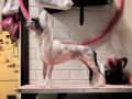 Reaggie z Jasne hvezdy Chinese Crested