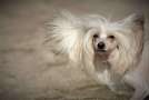Wunderkind Winning Smile Chinese Crested