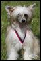 Destina  Z Pavluvky Chinese Crested