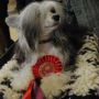 Syingcrest Dark N'Devine Chinese Crested