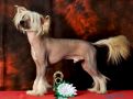 Ann Grace Vinatal Chinese Crested