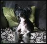 Pure Oxygen Sub-O-Divo Chinese Crested