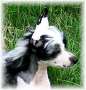 Backdrafts Playboy Chinese Crested
