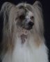 Beschle Champlain Chinese Crested