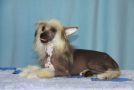Odry Chinese Crested