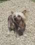 Breezy Meadows Chinese Cresteds Presents Scooby Do Chinese Crested