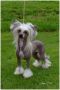 Speechless Victory Is My Destiny Chinese Crested