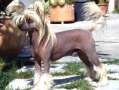 Oriental Jokes Buffy Born To Perform Chinese Crested