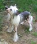 Mstical Whispering Willow Chinese Crested