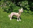 Pinky Twinky Sydnkpynen Chinese Crested